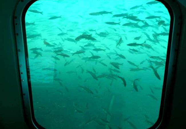 支笏湖観光船 クチコミ アクセス 営業時間 支笏湖 フォートラベル 支笏湖観光船 クチコミ アクセス 営業時間 支笏湖 フォートラベル