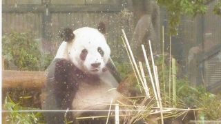 パンダさん、こんにちは！