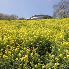 春は菜の花と桜がきれい