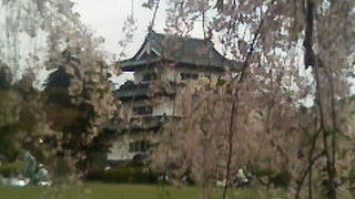 日本一の弘前城の桜