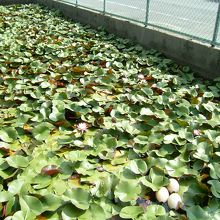 水連の池