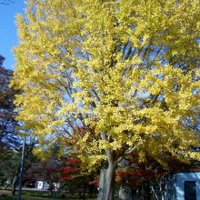 大きなイチョウの木が多いです。