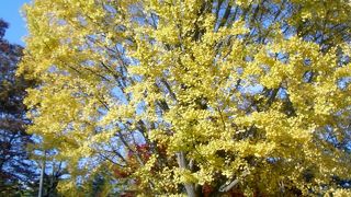 イチョウがとてもきれいなスポットです