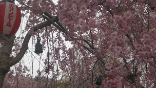 枝垂桜がキレイな、仙台の花見所です。