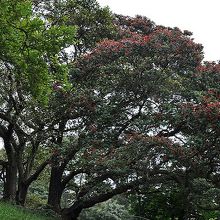 パフツカワの花