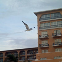 朝ホテルの前を鳥が飛んでいく