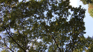 春は梅、秋は紅葉が楽しめます