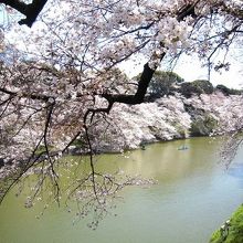 桜がしだれてお堀に