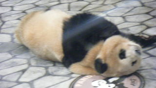 パンダベイビー