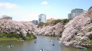 千鳥ヶ淵の桜