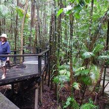途中、うっそうと茂る熱帯雨林の見学も