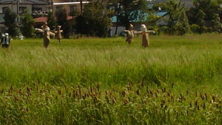 稲刈りもできます！