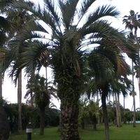 ホテルの庭です