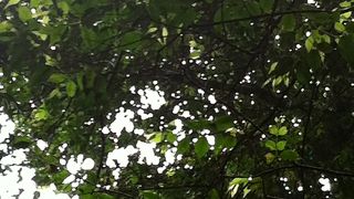 ナチュラルブリッジで土ボタル観賞