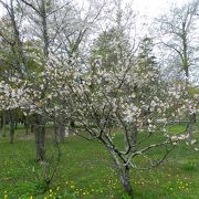 まさに「桜が舞うお馬さんの公園」！