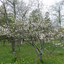 千島桜（チシマザクラ）