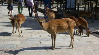 鹿・鹿・鹿