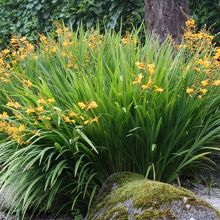 アイルランドでよく見かけるヒオウギの花も