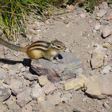 斜里岳頂上にいたシマリス