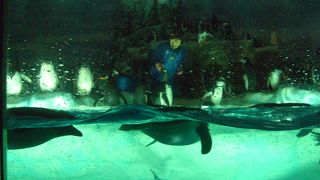 夏バテ知らずのペンギン