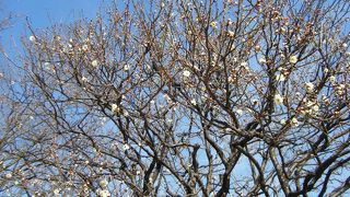 小金井のオアシス