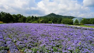 シーズンオフでも咲いています
