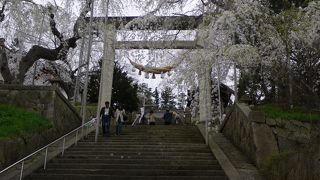 桜の名所。GWが見ごろです。