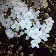 美しい桜を堪能