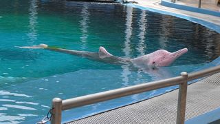 ピンクのイルカ