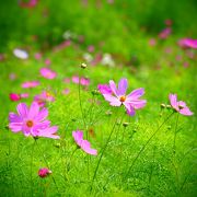 黒姫山の山麓に100万本のコスモスが咲き乱れる名所