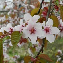 5月上旬〜中旬には桜の花も咲きます