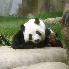 オーシャンパーク (海洋公園)