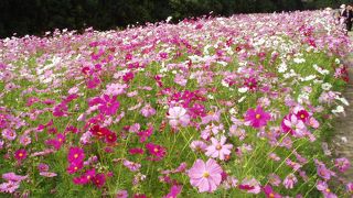 太陽の塔が迎えてくれます