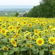 ひまわりの花々に感動