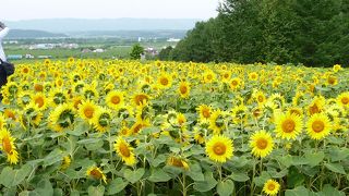 ひまわりの花々に感動