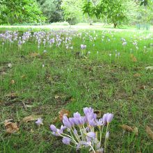 湿原のような所に一面の花。