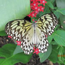 蝶もひらひら飛んでいる温室もありました