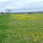 5月上旬～中旬には一面にタンポポが咲き乱れます