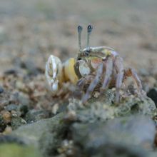 駐車場から踏み入ったヒルギ群生地にはハゼや蟹が暮らす