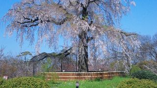桜の季節　【円山公園】