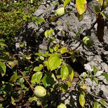 カリンの実が5個付いている。