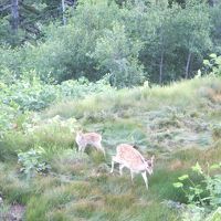 部屋から見えたエゾジカ