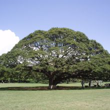 歌ってください