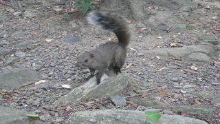 リスが間近で見られる