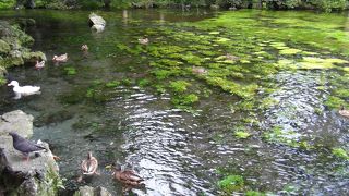 富士山本宮浅間大社にある特別天然記念物の湧水池です
