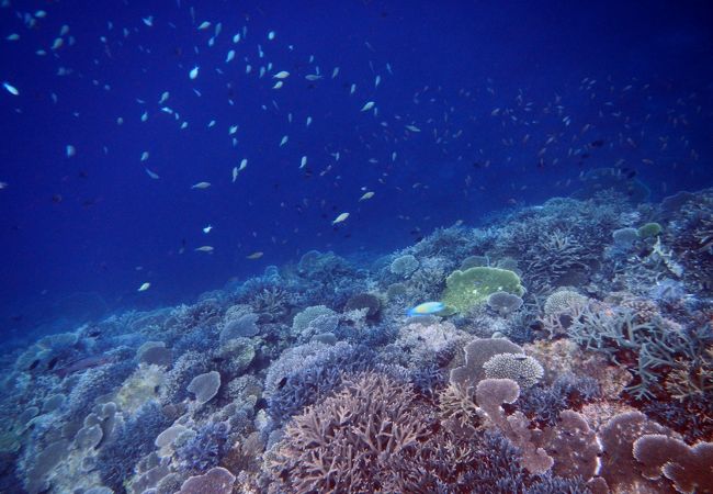 第1シュノーケリングポイントの珊瑚礁と魚達