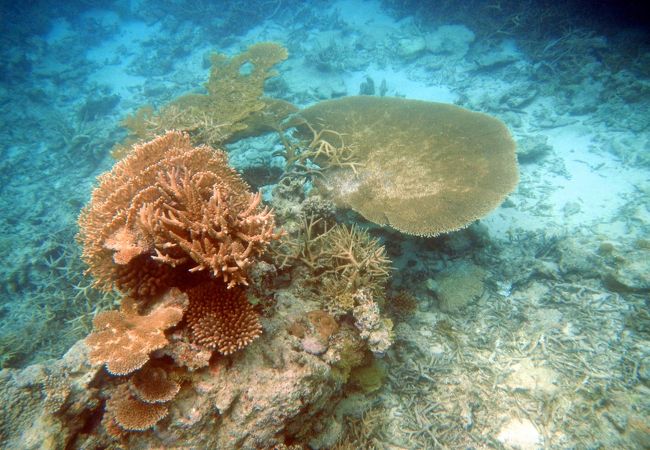 様々な珊瑚