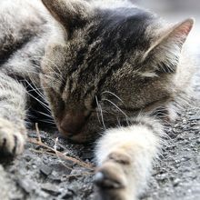 本物クンはお昼寝中ｚｚｚ