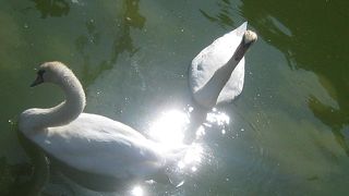 無料なのが嬉しい