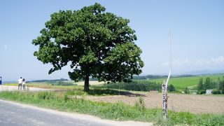 美しい丘に立つ